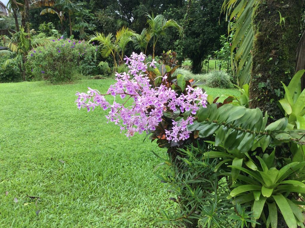 Hôtel Cabinas Los Guayabos à La Fortuna Chambre photo