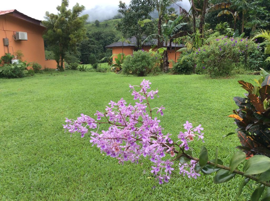 Hôtel Cabinas Los Guayabos à La Fortuna Extérieur photo
